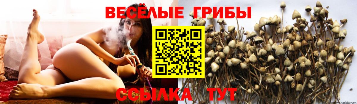 продажа наркотиков  Псилоцибиновые грибы ЛСД  Вход с VPN  Братск  Галлюциногенные грибы Cubensis 